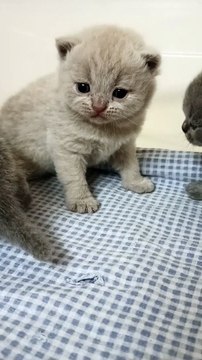 Roya King chaton british shorthair lilas 3 semaines