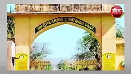 पहले सन्नाटा, फिर अचानक से  सरिस्का में बढ़ने लगी क्राउड, जानें वजह