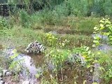 वन विभाग की नर्सरी में नष्ट होने लगे पौधे