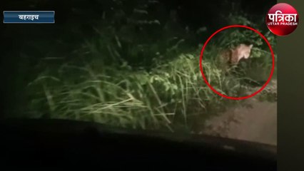 बीच सड़क पर कार के आगे घूमते हुए तेंदुए का वीडियो वायरल !