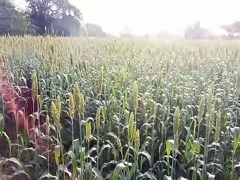 उड़द तिल्ली की फसल खराब ज्वार-बाजरा में दिखा कीट प्रकोप