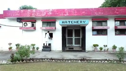 मुर्गी पालकों के लिए जरूरी ख़बर, इस तरह बचाए लाखों रूपये