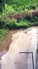 भोपाल की सबसे बड़े कवर्ड कैंपस में अब जैकाल का आतंक!