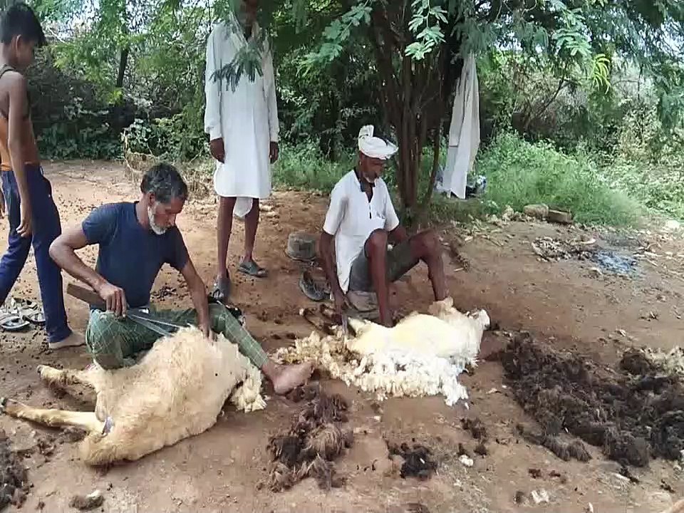 फसल खराबे का सर्वे करवाकर मुआवजा दिलाने की मांग