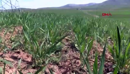 Sivaslı çiftçiler alınan karardan memnun