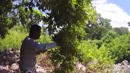 Panen Buah-buahan Liar