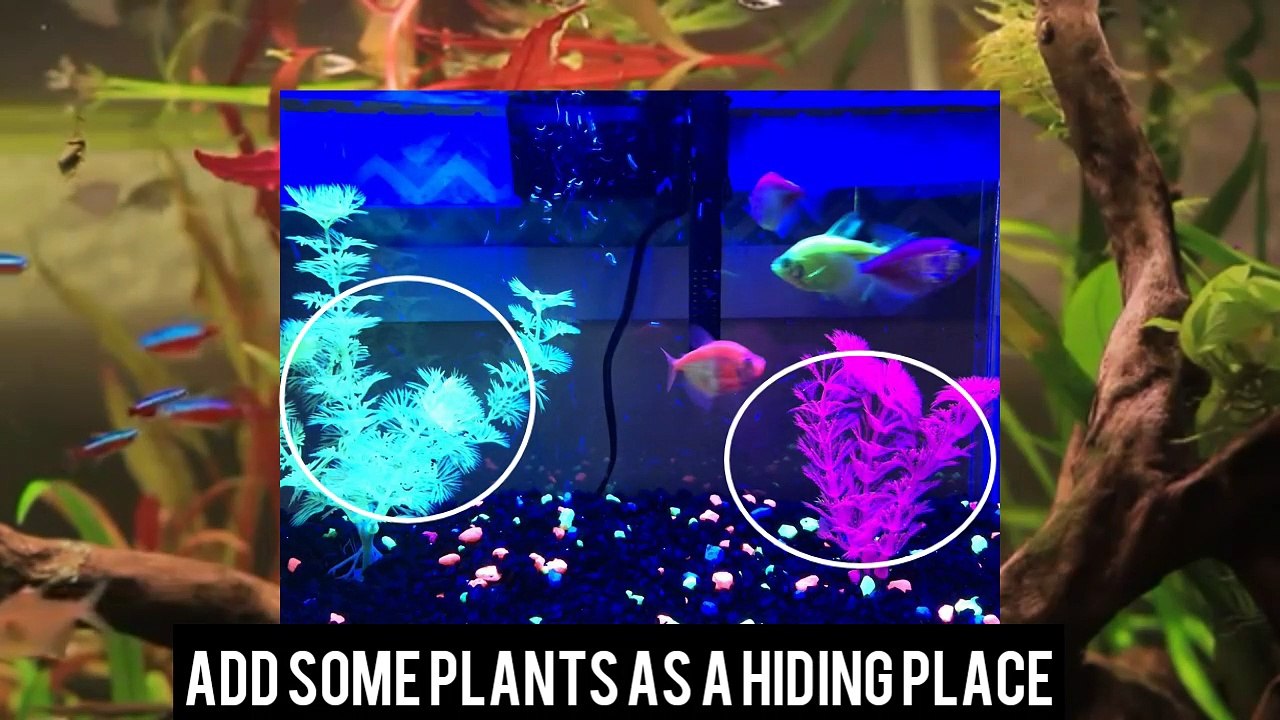 how To take care Of your glo Fish | You Should Watch.