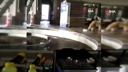 Uludağ’da aç kalan ayılar teleferiğe indi