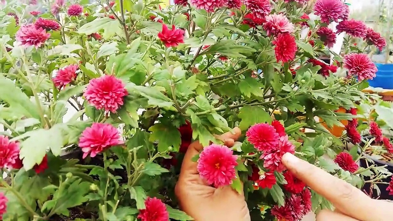 27-  Chrysanthemum's secret for more flowering