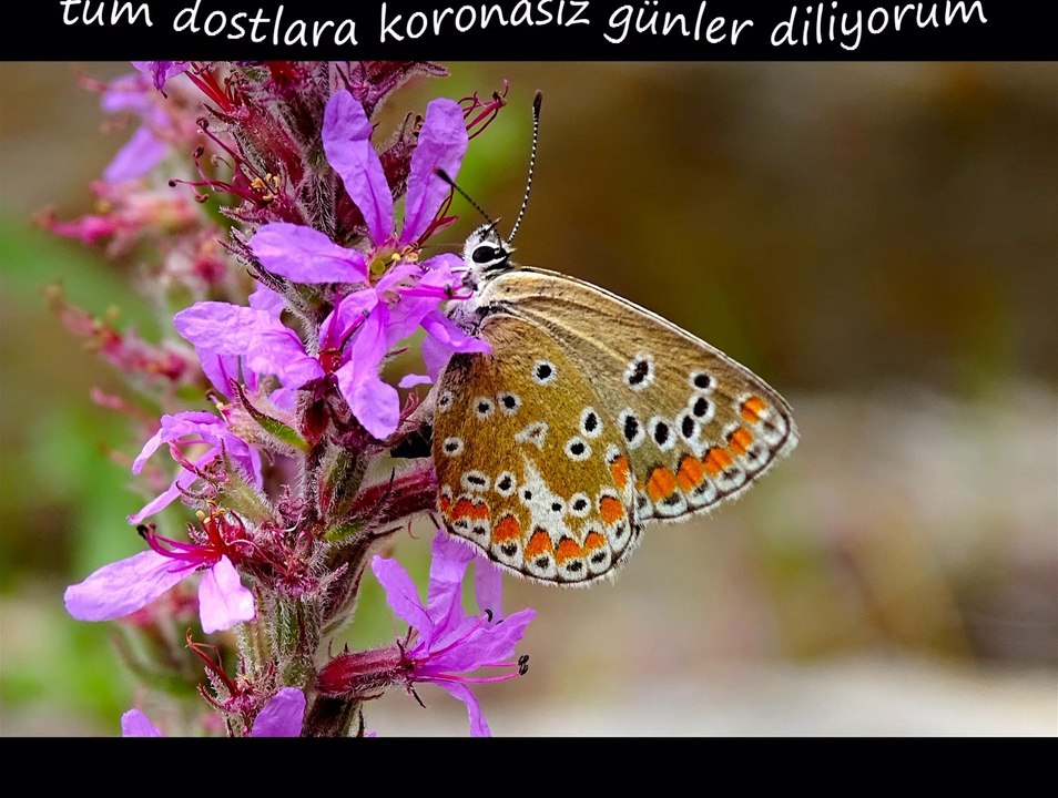 DOĞADAN