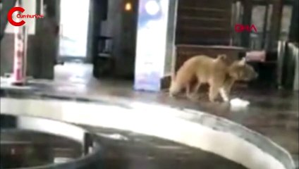 Bursa'da yiyecek arayan ayı tedirginlik yarattı