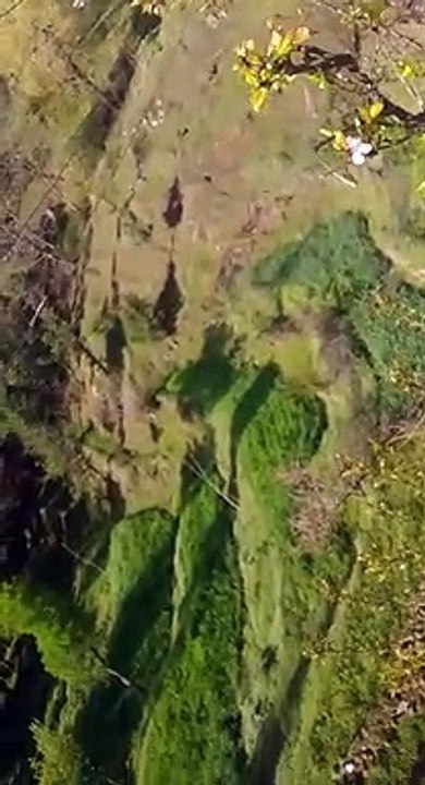 Morning View of velley with curing cute bard