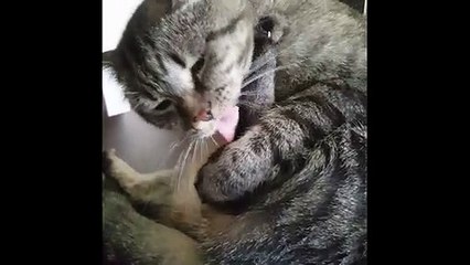 funny male cat holding his leg for cat wash