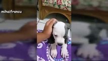 Puppies Barking - A Cute Dogs Barking Videos Compilation