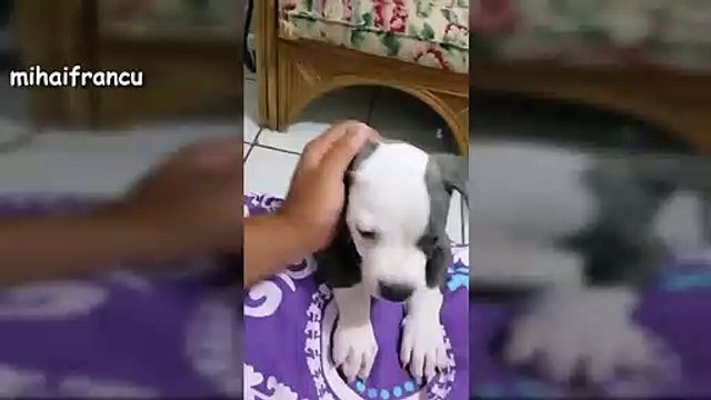 Puppies Barking - A Cute Dogs Barking Videos Compilation