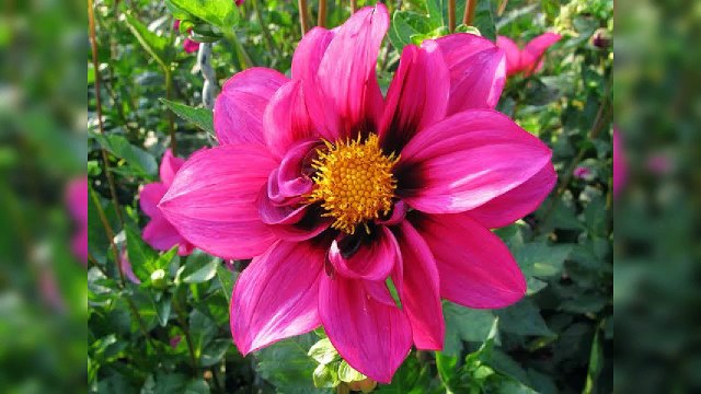 Mind Blowing Beauty of Flowers I True Beauty of Flower I Beauty of Fruit & Flower