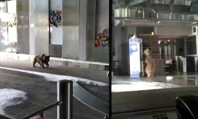 Bursa'da ayı teleferik merkezine geldi