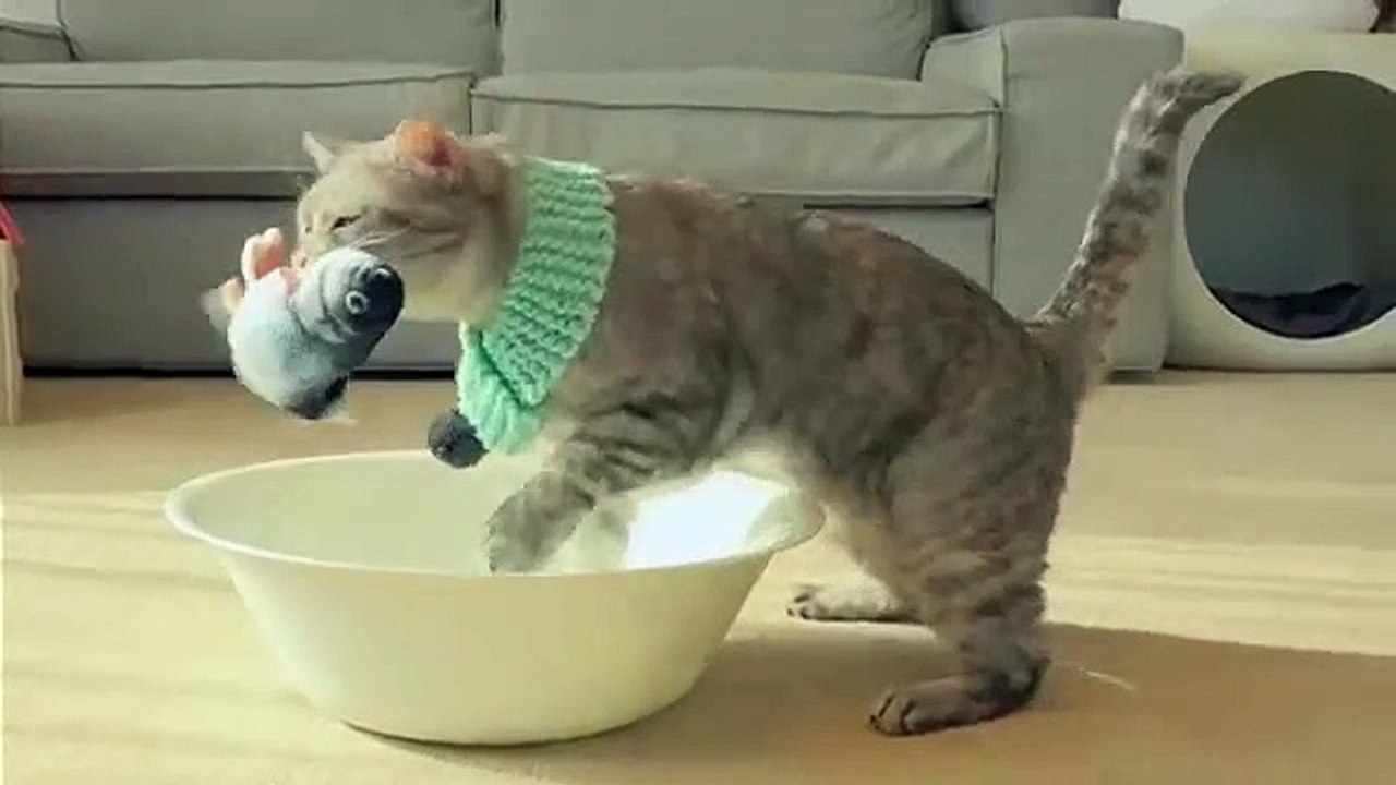 Cats vs Fish