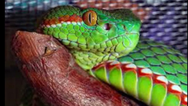 Aakhir kon hai duniya ka sabse bada snake ।। World biggest snake