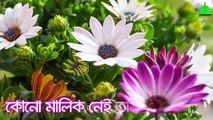 কলিজা শীতল করা গজল_Bangla islamic song ~ Best bangla gojol ~ excellent bangla gojol