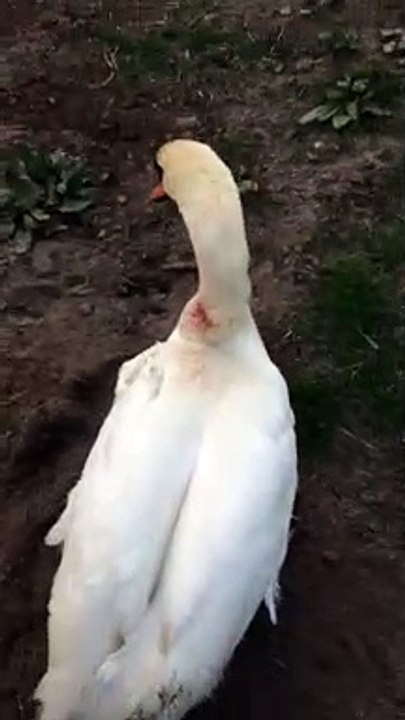 RSPCA swan rescue