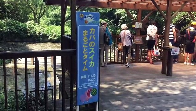 Cet hippopotame avale les pastèques comme des bonbons !