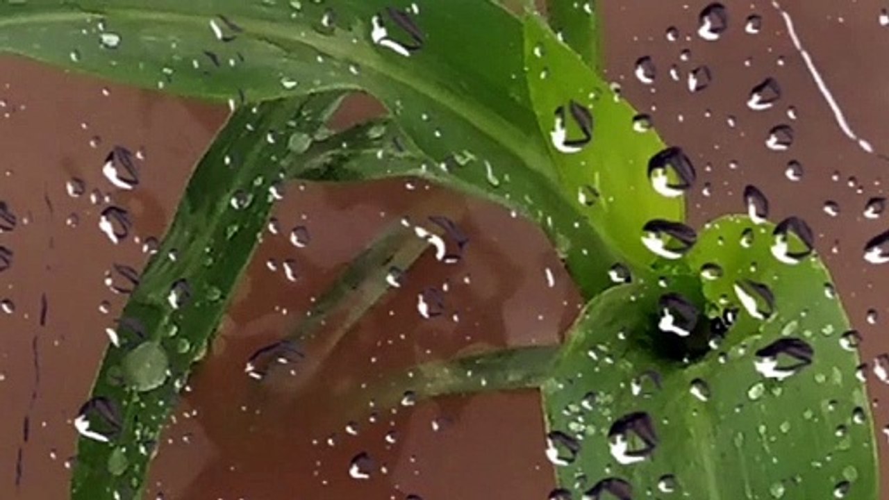 Rain sounds for sleeping