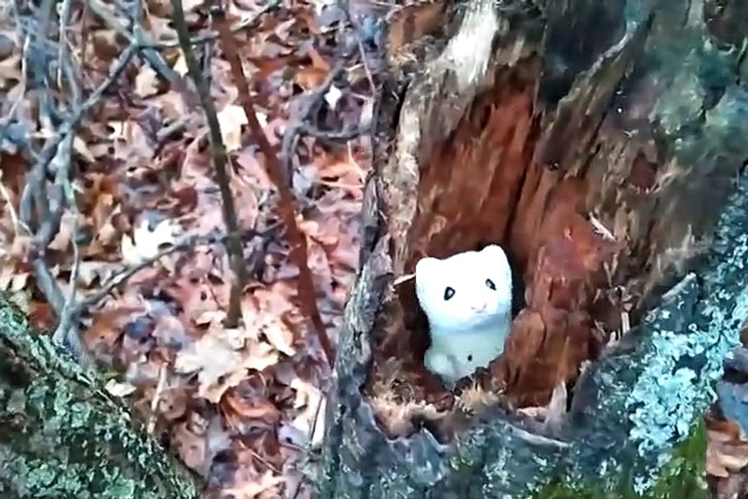 Une hermine blanche adorable joue à cache-cache