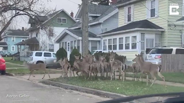 Des dizaines de cerfs et biches en pleine ville aux USA pendant le confinement