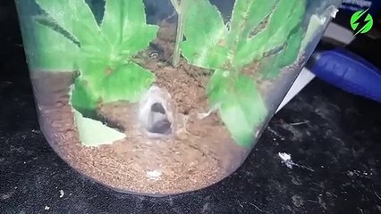 Vous allez assister à quelque chose d'incroyable dans ce vivarium