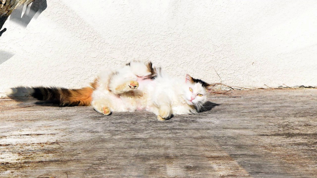 MAXOU en plein soleil, je m'éclate