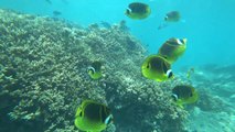 Blue Bay, snorkeling dans le parc marin