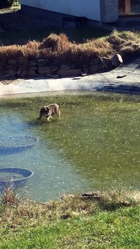 Cat Trying to Eat Fish Through Ice Unsuccessfully