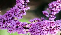 Bumble Bee pollinating flowers on a Red Bud Tree