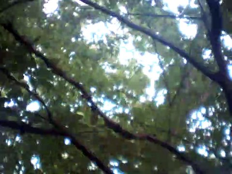 the king of the fairies