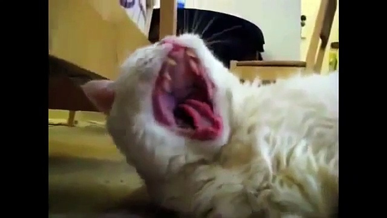 Free Funny Videos2020. Funny video clips fail compilation _ Funny Animal viral video 2020