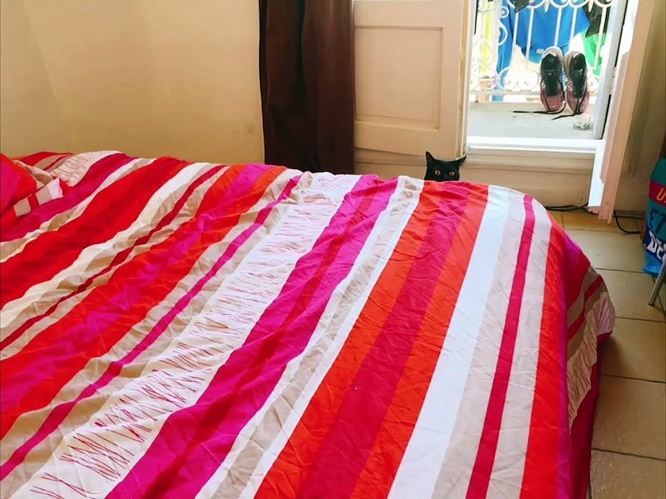 Cas adventure 猫の冒険
