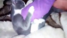 cat plays