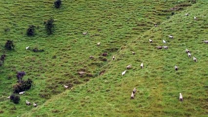 Travelogge life | A lot of sheep in the mountain | The beauty of the nature