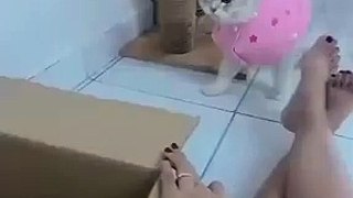 Super Cute and Funny Pet Video