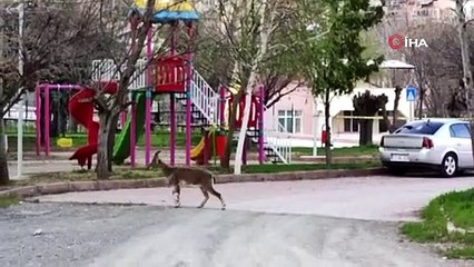 Gönüllü sokağa çıkma yasağı uygulayan ilçede sokaklar yaban keçilerine kaldı