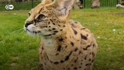 Koronavirüs: Hayvanat bahçesi günlükleri