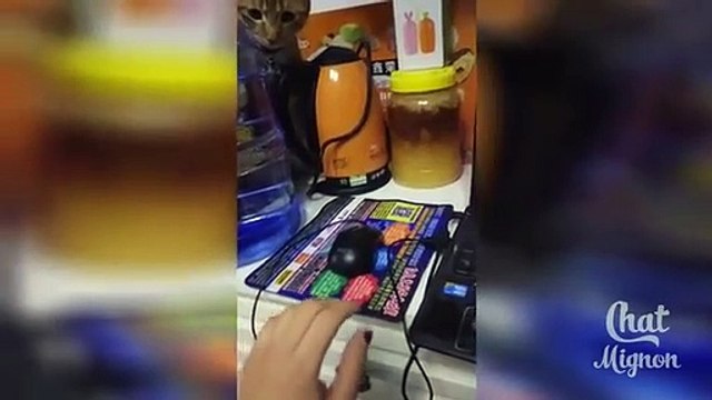 Chat Mignon Chat Drole Video De Chat a Mourir De Rire