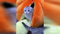 Chat Drole  Video De Chat a Mourir De Rire