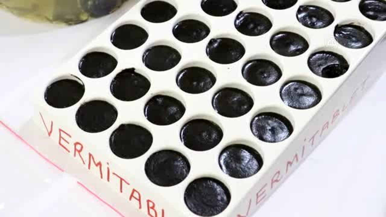 Lise öğrencileri solucanları fındık ve zeytin atığıyla besleyerek organik gübre üretti