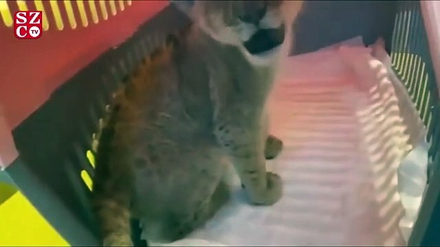 Lüks villada yavru aslan ele geçirildi