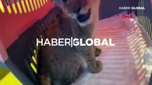 Lüks rezidansta yavru aslan ve piton ele geçirildi! İranlı manken gözaltına alındı