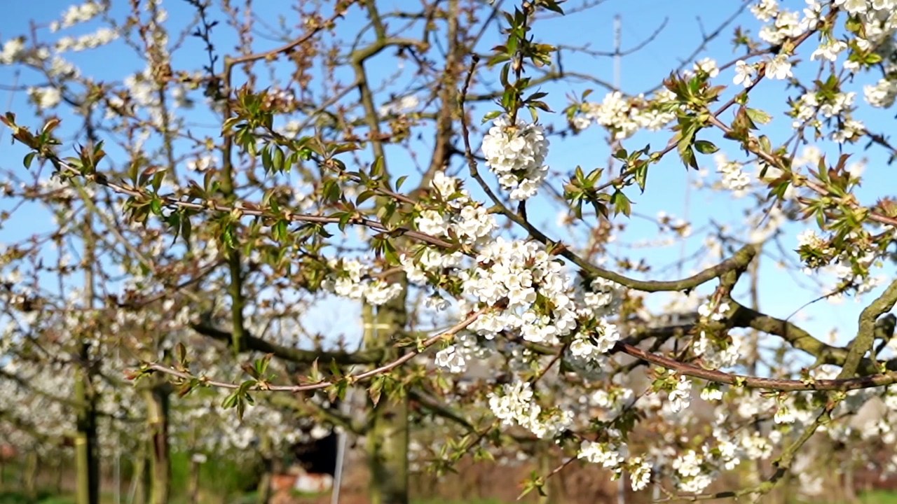Osterandacht aus Horneburg bzw. Jork
