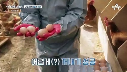 달걀로 연 매출 3억 원! 양계장에 악취가 없는 이유는?