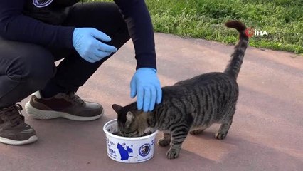 Başkan Gökhan Yüksel, sokak hayvanları için mama dağıttı